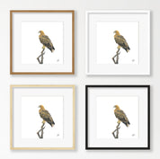Tawny Eagle - TE