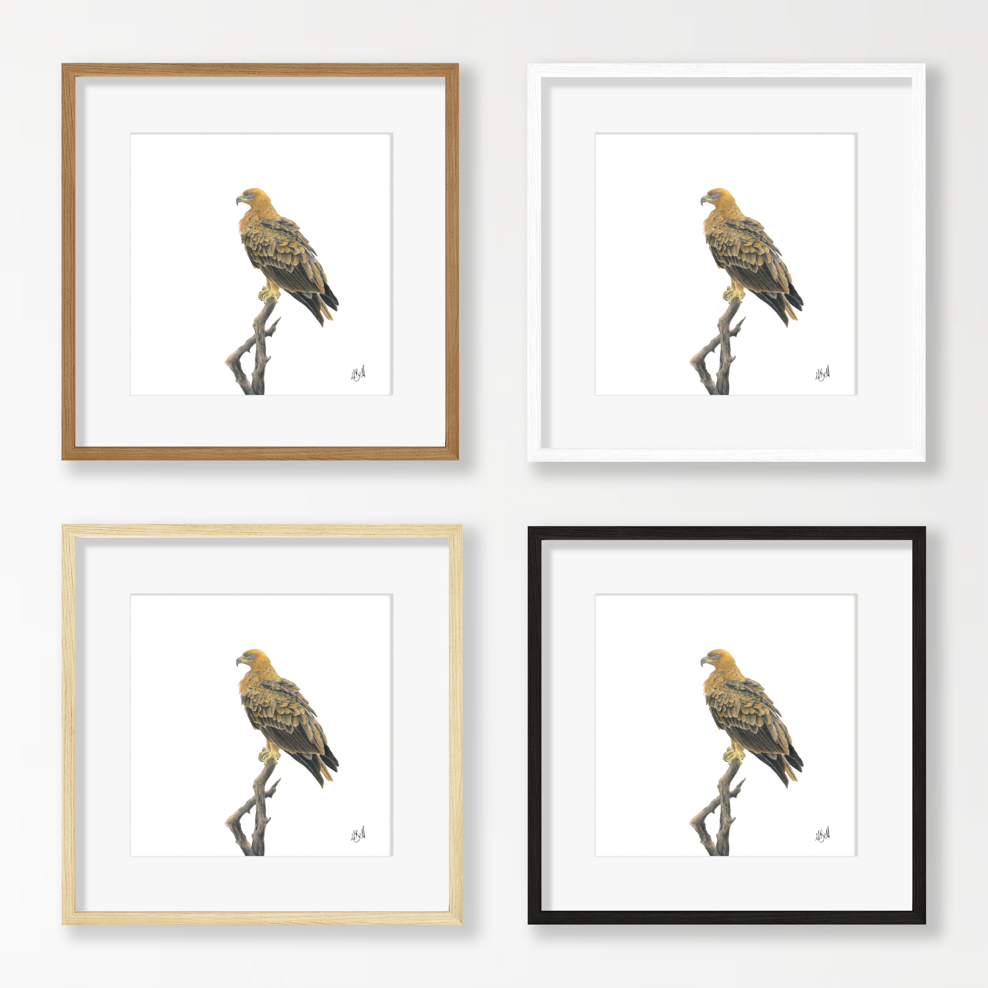 Tawny Eagle - TE
