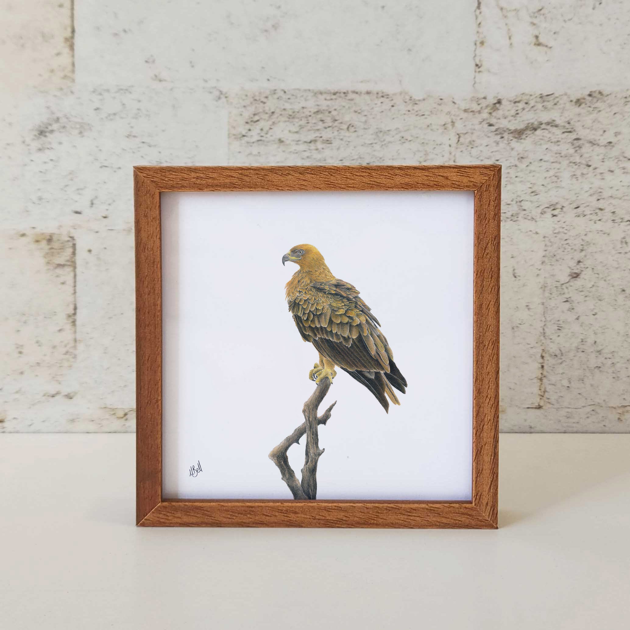 Kiaat wood framed miniature artwork of a Tawny Eagle part of wildlife artist Matthew Bell's birds of South Africa gallery