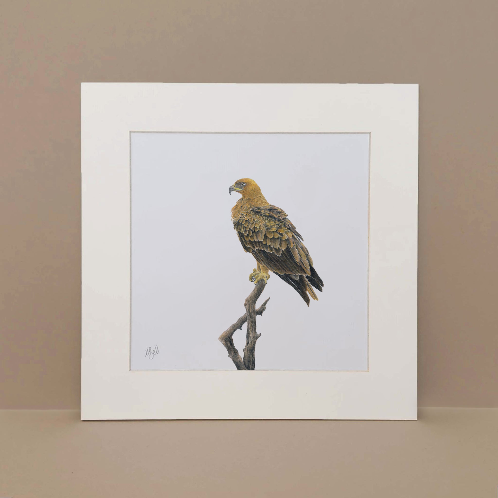 Pencil drawing mounted print of a Tawny Eagle, South African bird of prey