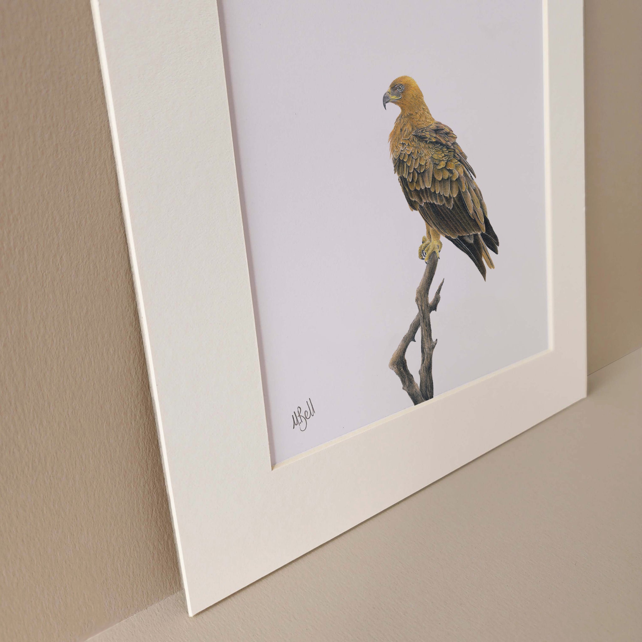 Pencil drawing mounted print of a Tawny Eagle, South African bird of prey