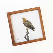 Kiaat wood framed miniature artwork of a Tawny Eagle part of wildlife artist Matthew Bell's birds of South Africa gallery