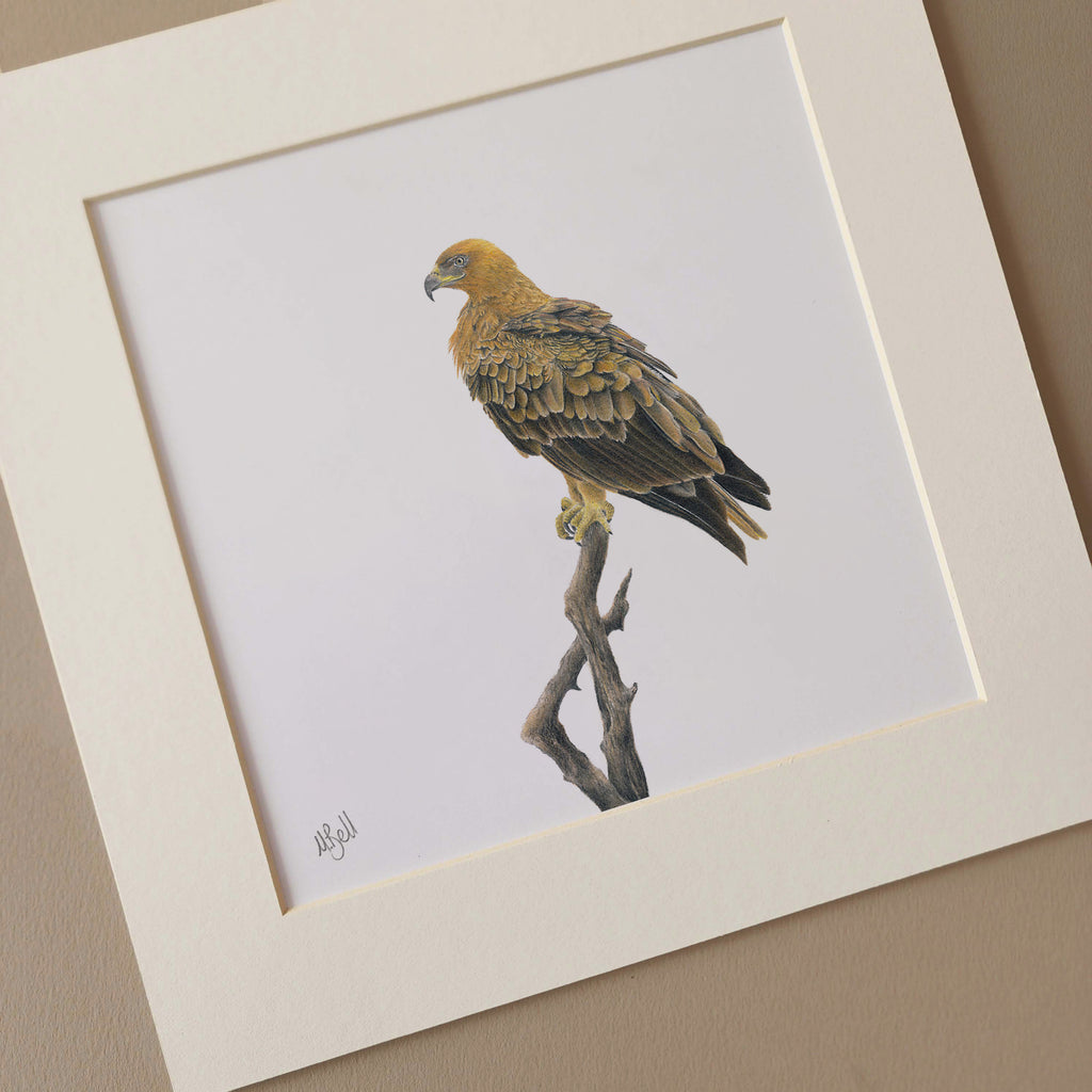 Pencil drawing mounted print of a Tawny Eagle, South African bird of prey