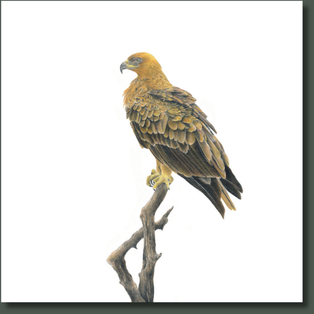 Tawny Eagle South African bird artwork by wildlife artist Matthew Bell