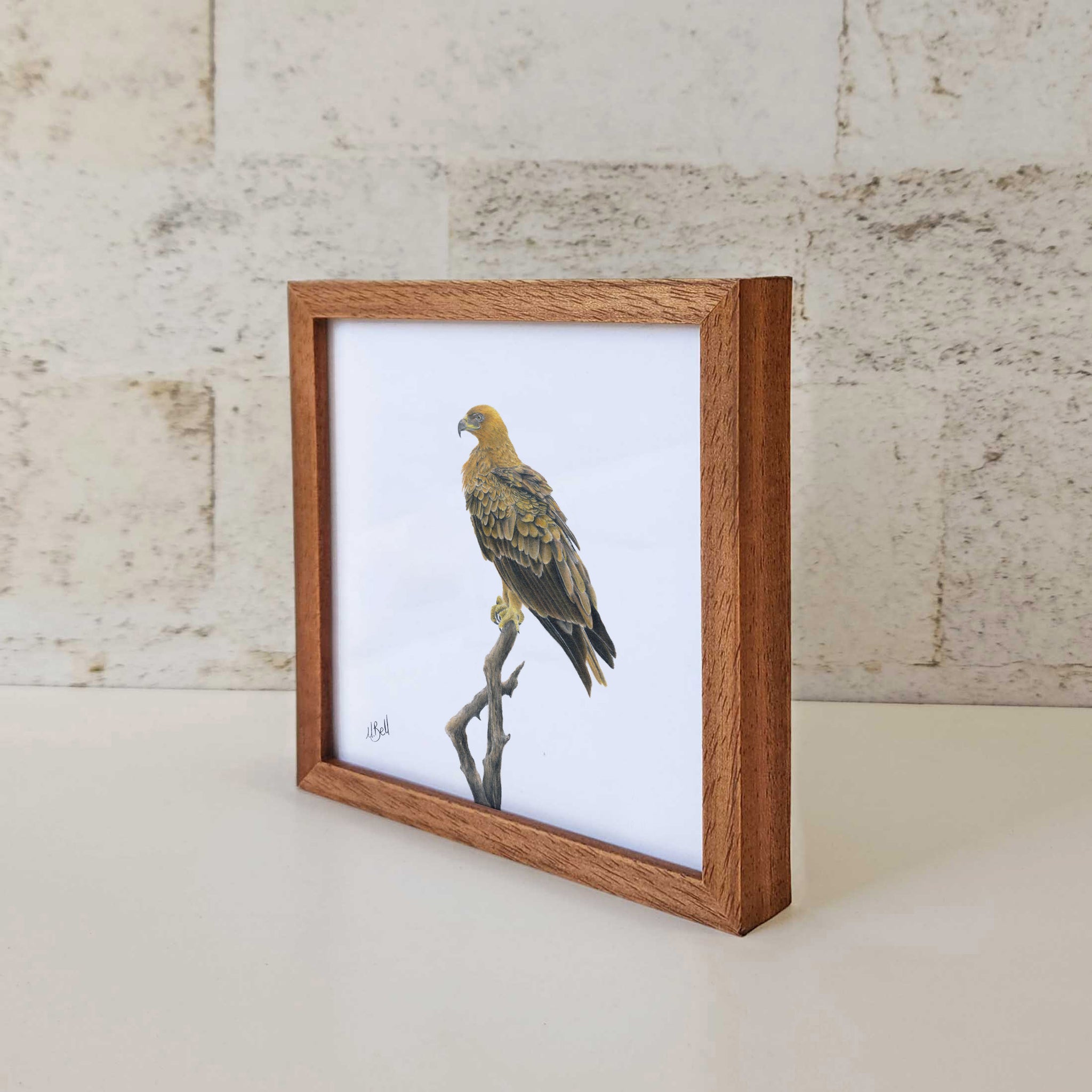 Kiaat wood framed miniature artwork of a Tawny Eagle part of wildlife artist Matthew Bell's birds of South Africa gallery