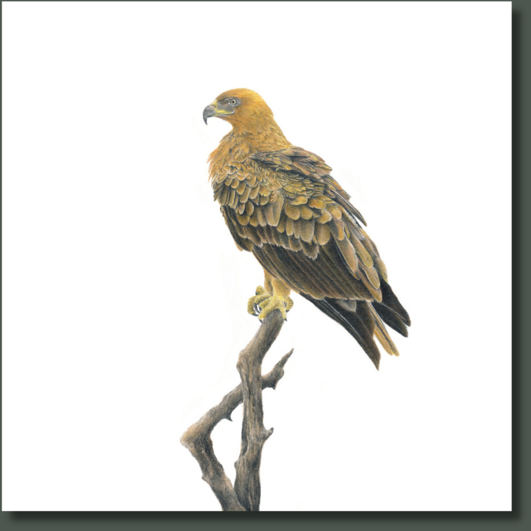 Tawny Eagle (TE) on Canvas