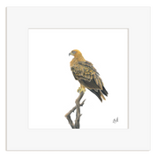 Tawny Eagle - TE
