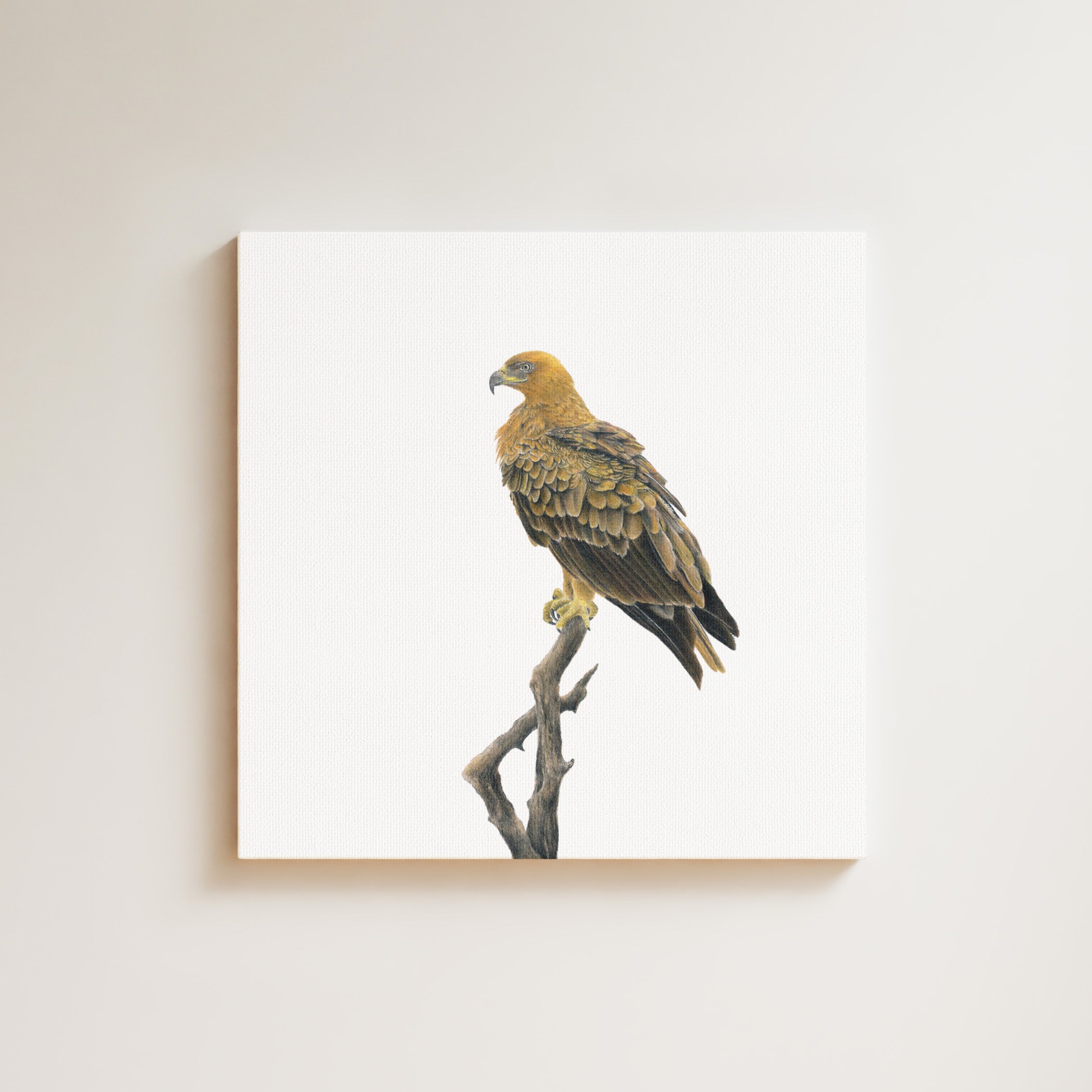 Tawny Eagle drawing on canvas by South African wildlife artist Matthew Bell