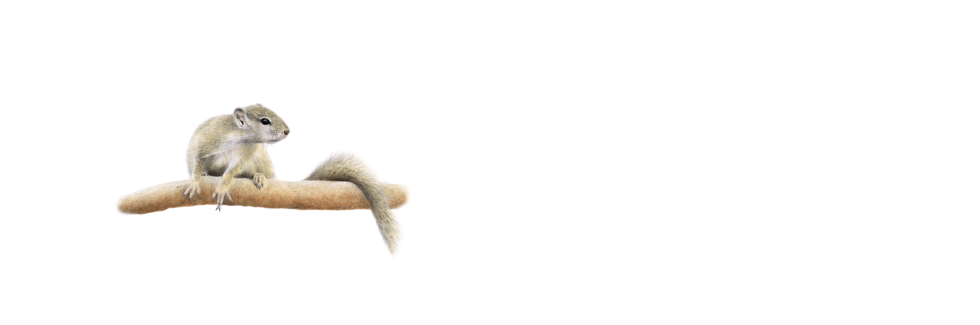 Tree Squirrel Panorama