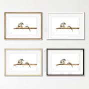 Tree Squirrel - TSQ