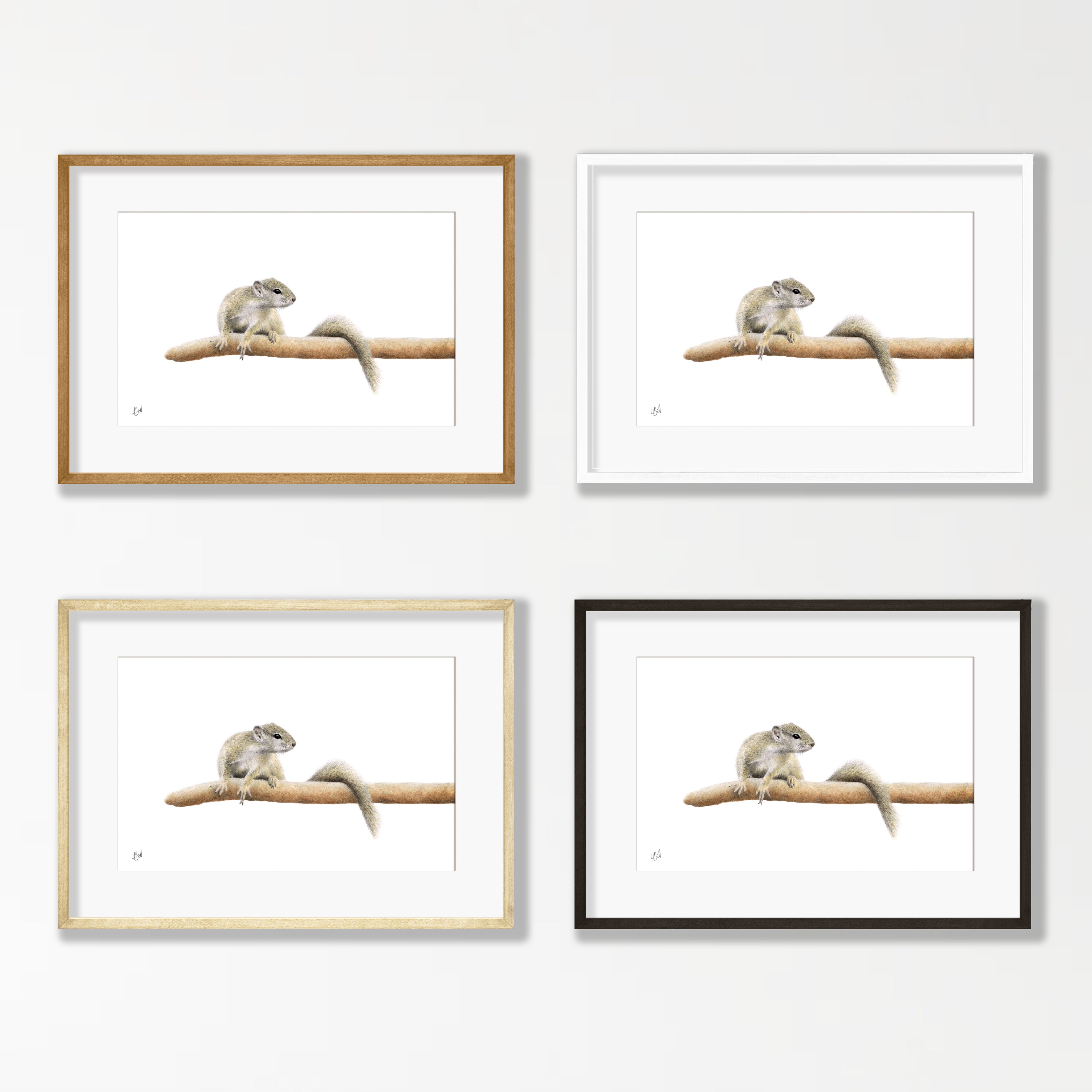 Tree Squirrel - TSQ
