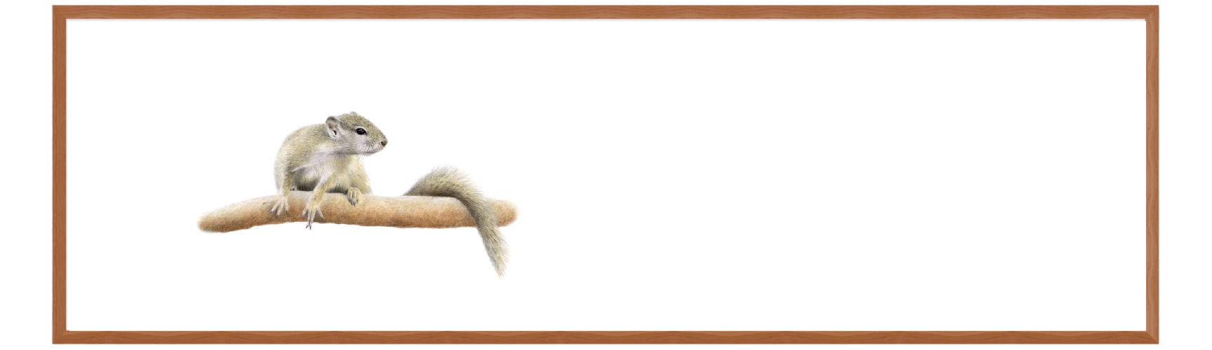 Tree Squirrel Panorama