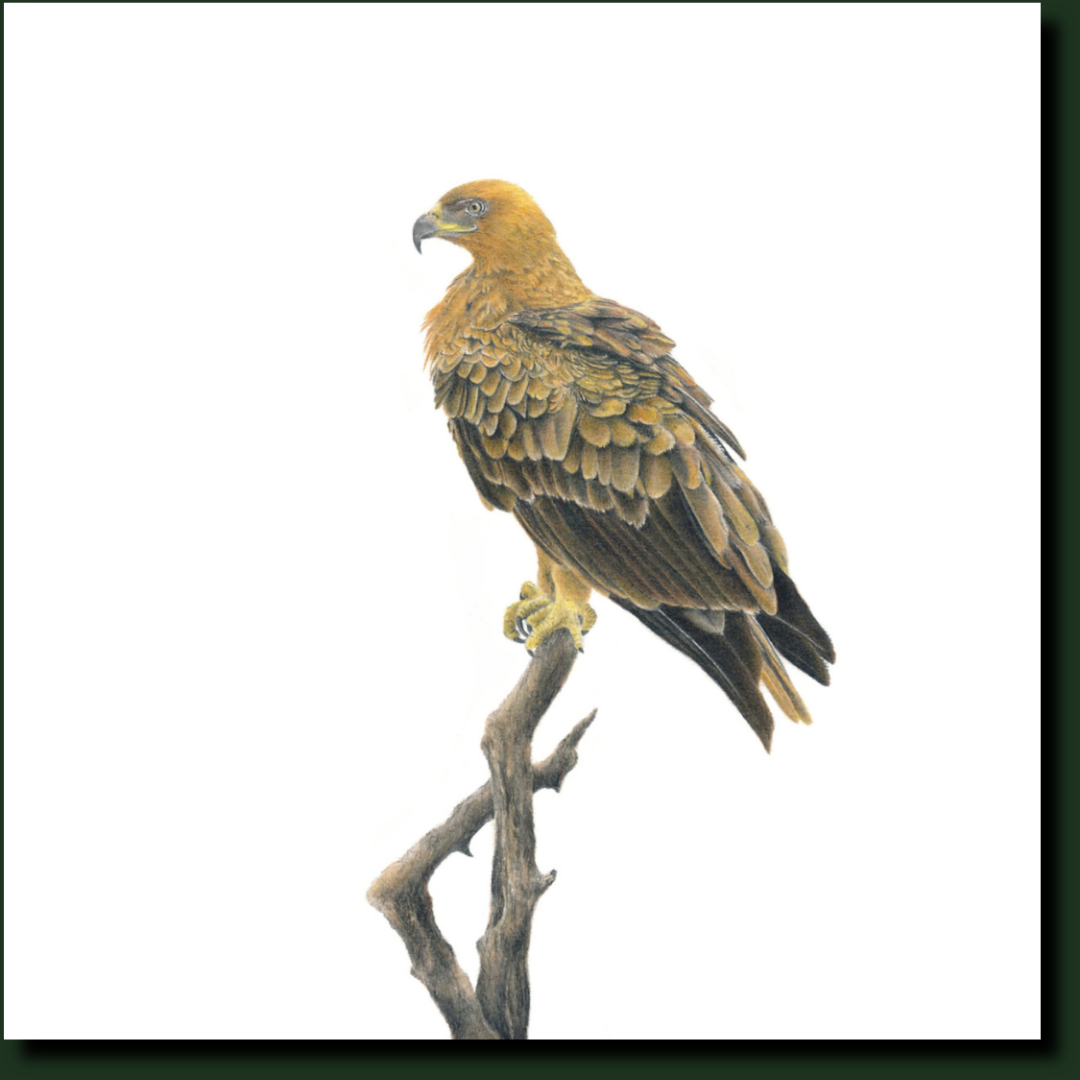 Tawny Eagle South African birds artwork