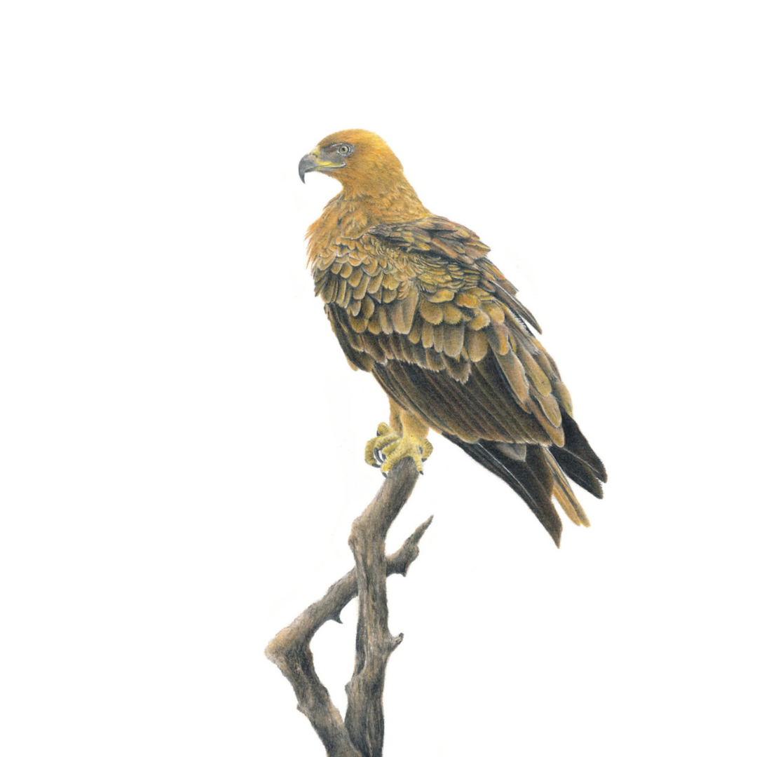 South African bird artwork, pencil drawing by Matthew Bell of a Tawny Eagle