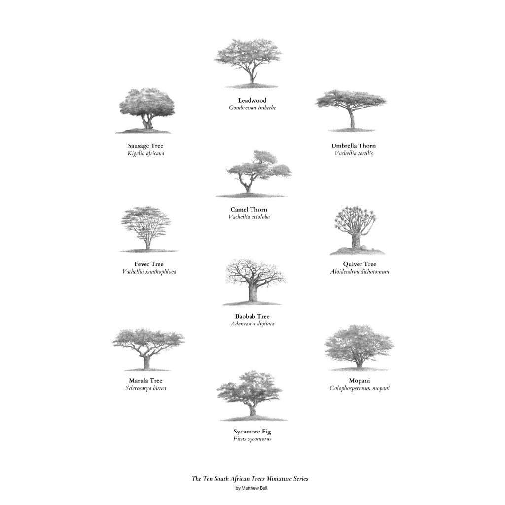 Ten South African Trees fine art poster artwork by wildlife artist Matthew Bell