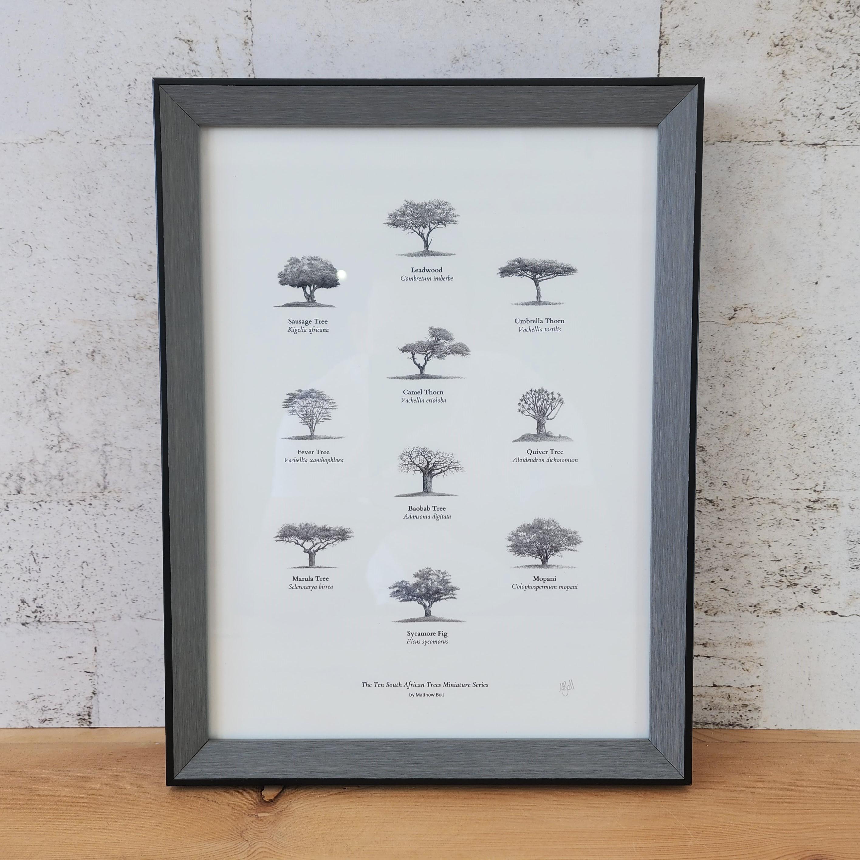 Ten South African trees fine art poster with a frame by artist Matthew Bell