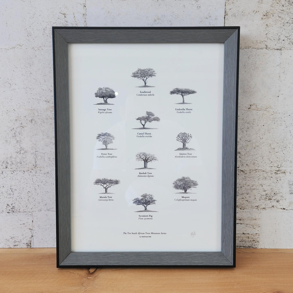 Ten South African trees fine art poster with a frame by artist Matthew Bell