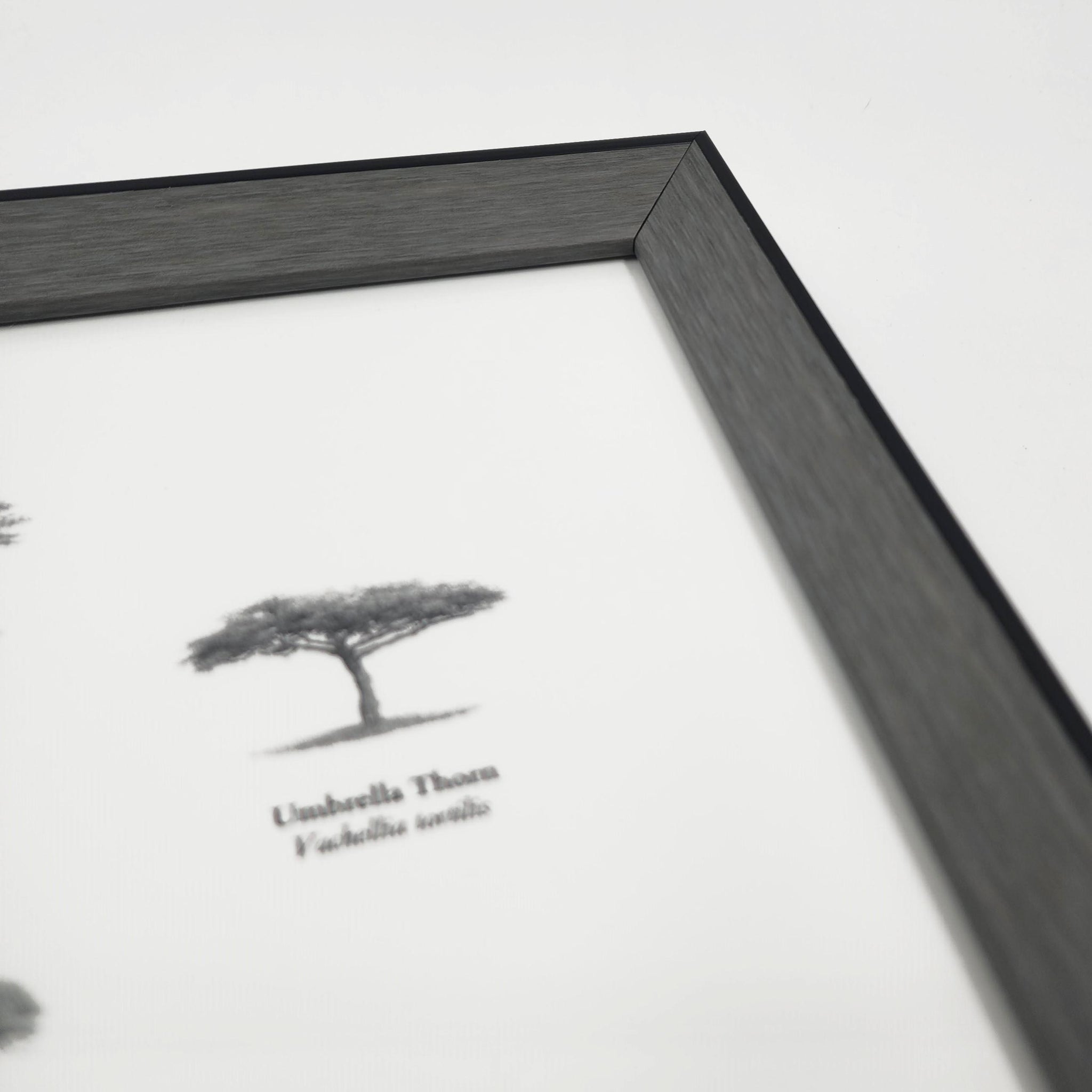 Ten South African trees fine art poster with a frame by artist Matthew Bell