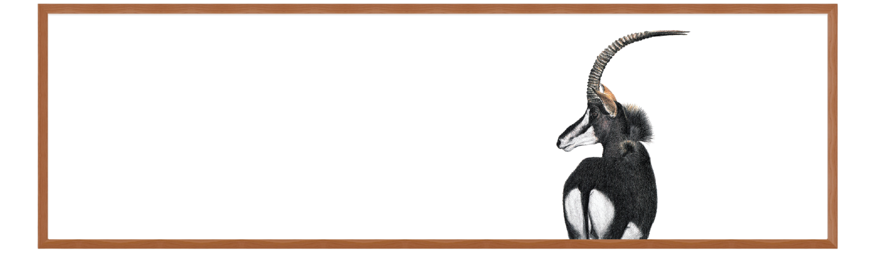 Sable Antelope Panorama