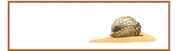 Pangolin Panorama