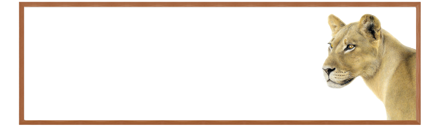 Lioness Portrait Panorama