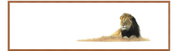 Male Lion Panorama