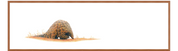 Pangolin Panorama