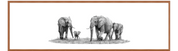 Elephant Family Panorama