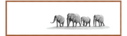 Elephant Family Panorama