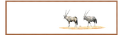 Gemsbok Panorama