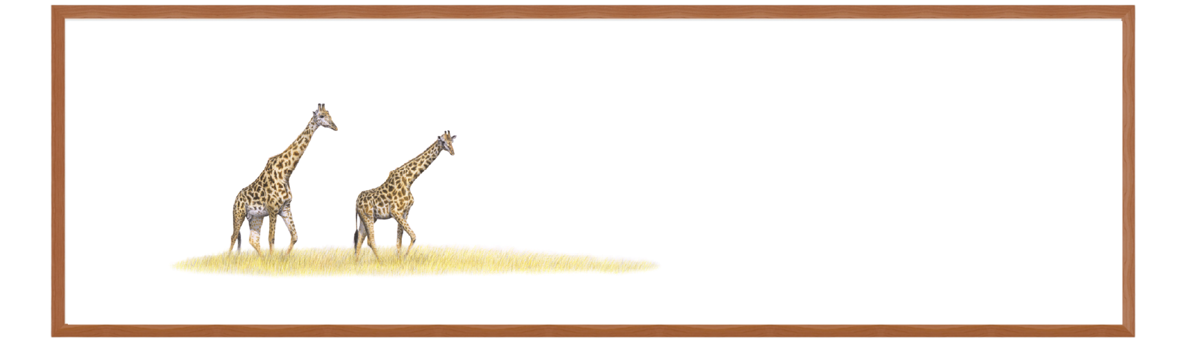 Giraffes Panorama