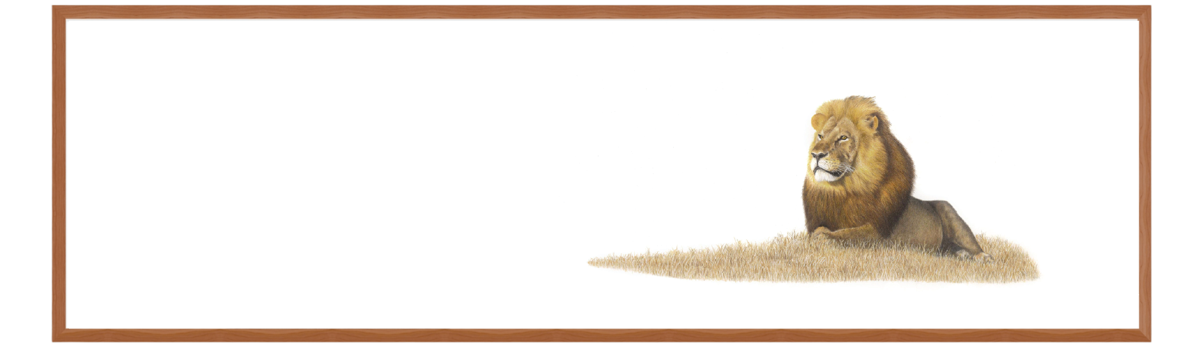 Male Lion Panorama