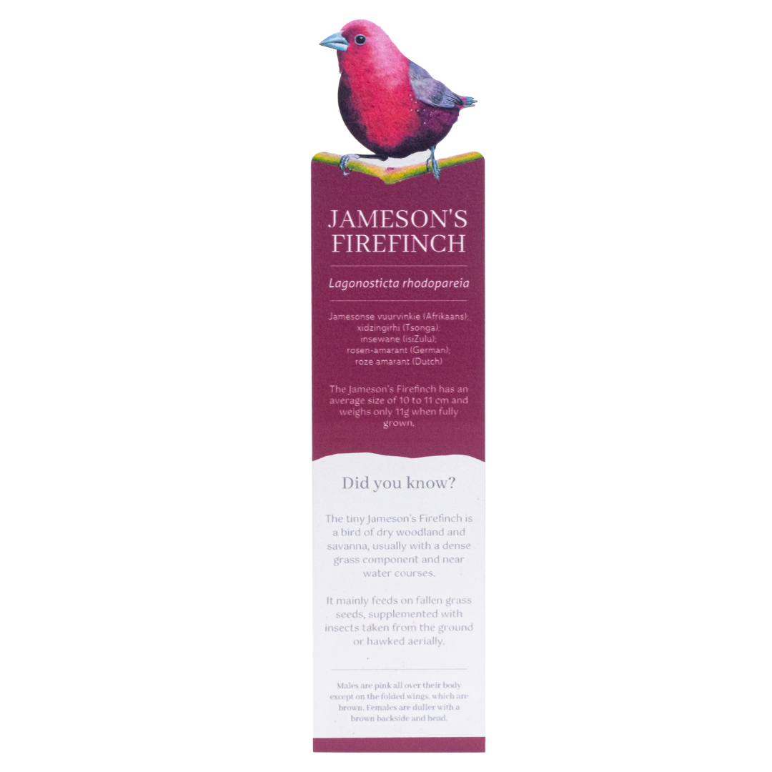 Untitled_design_-_2025-08-11T133829.761.png