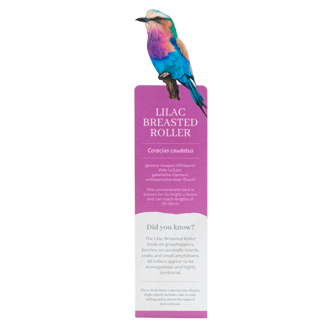Untitled_design_-_2025-08-11T134830.603.png