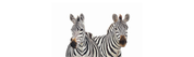 Zebra Pair Panorama