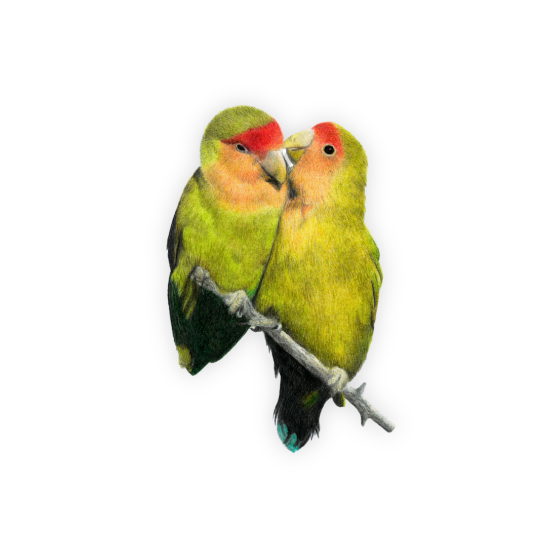 Rosy Faced Lovebirds Magnet - RFL