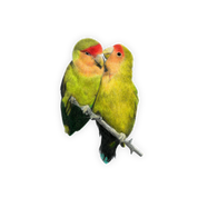 Rosy Faced Lovebirds Magnet - RFL