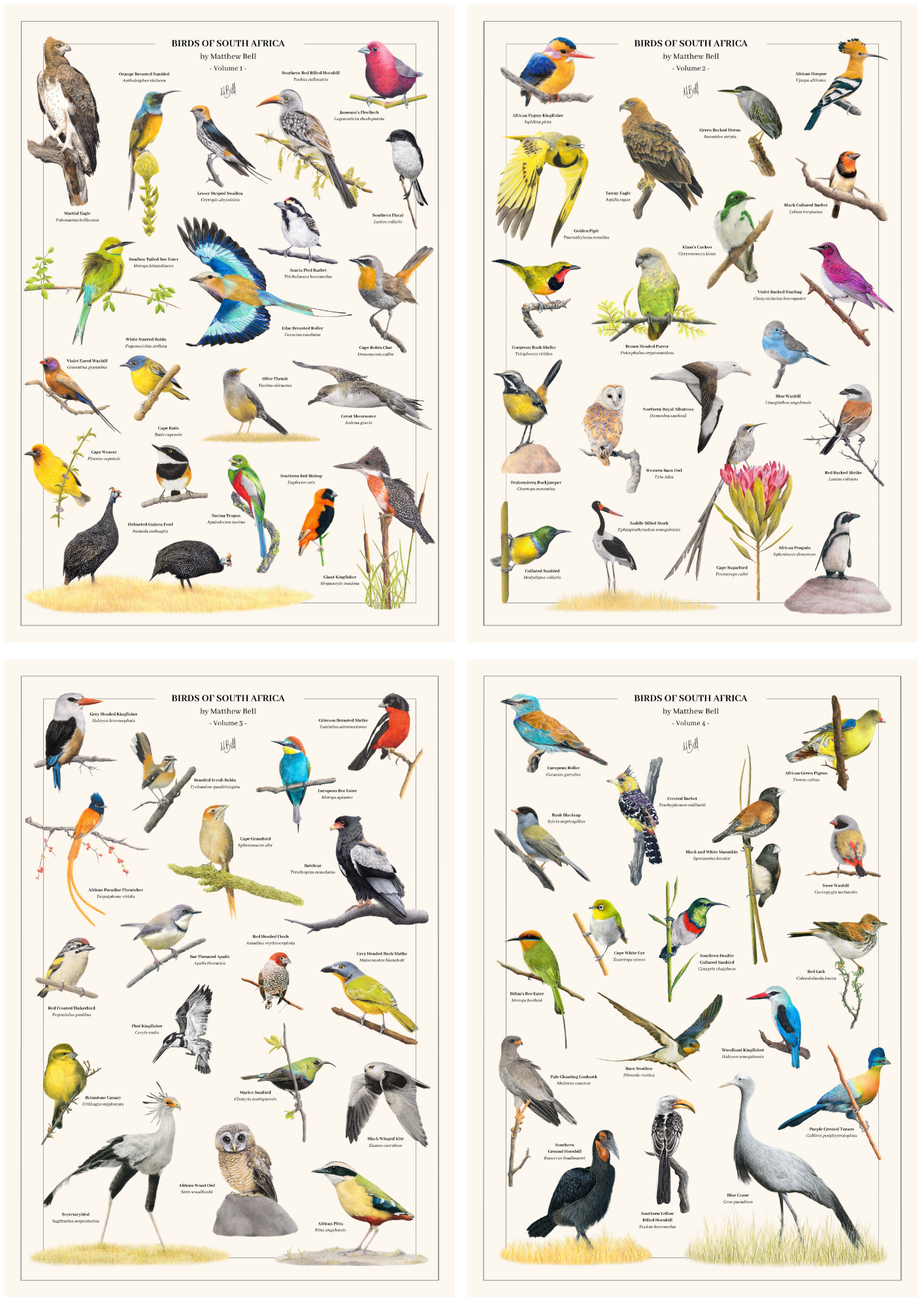 All Four Birds of South Africa Posters Bundle