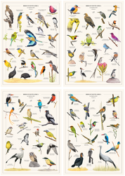 All Four Birds of South Africa Posters Bundle