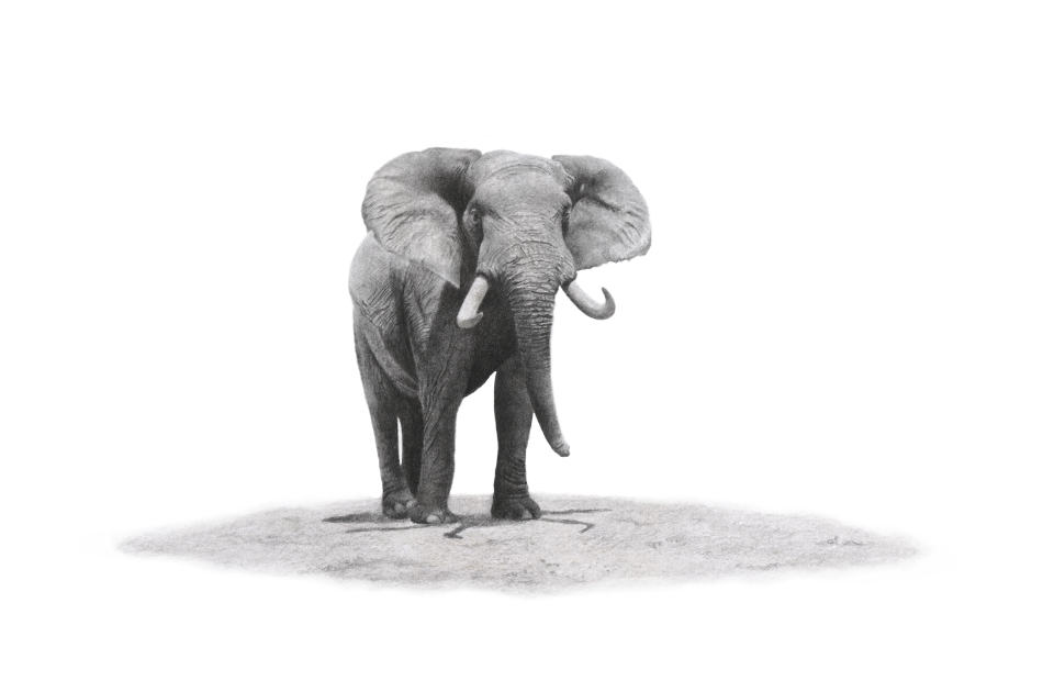 Elephant bull pencil nature artwork 