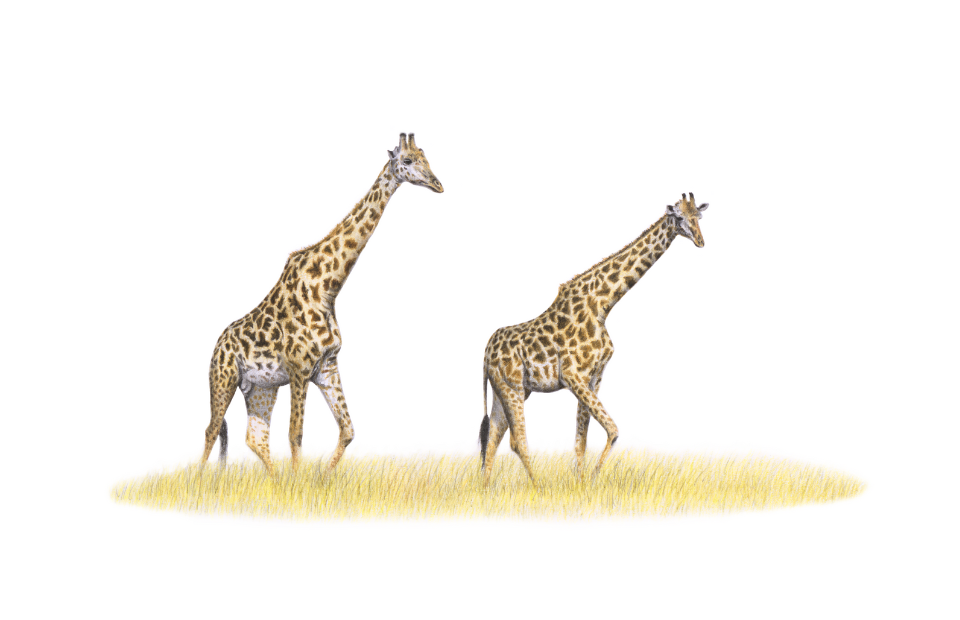 Giraffes artwork in pencil done by South African wildlife artist Matthew Bell