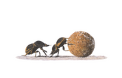 Wildlife art pencil drawing of two dung beetles rolling a piece of dung