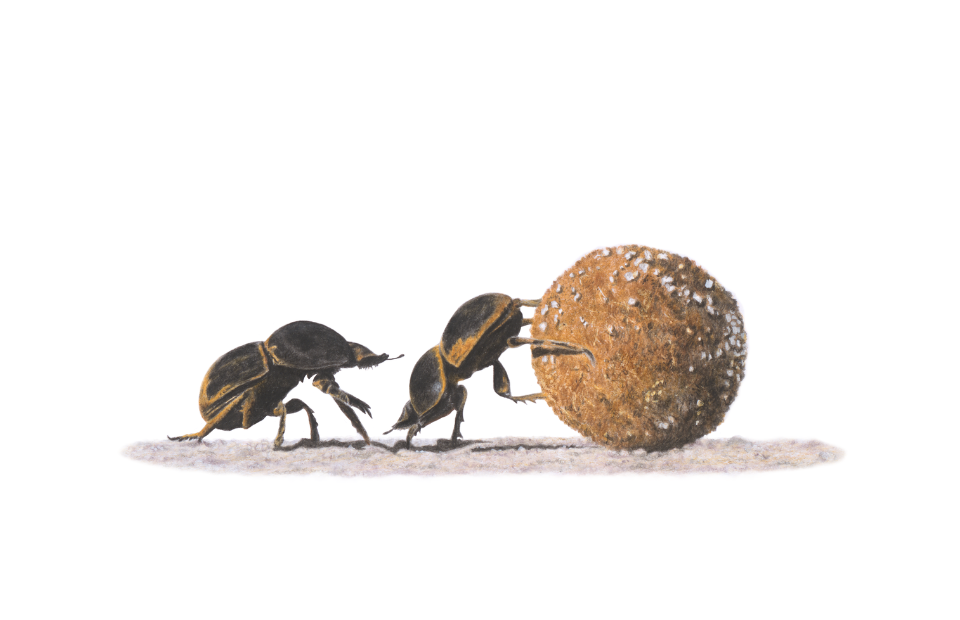 Wildlife art pencil drawing of two dung beetles rolling a piece of dung