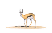 Artwork of a Springbok in the Kalahari by South African Wildlife artist Matthew Bell