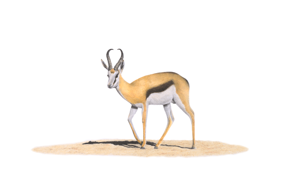 Artwork of a Springbok in the Kalahari by South African Wildlife artist Matthew Bell