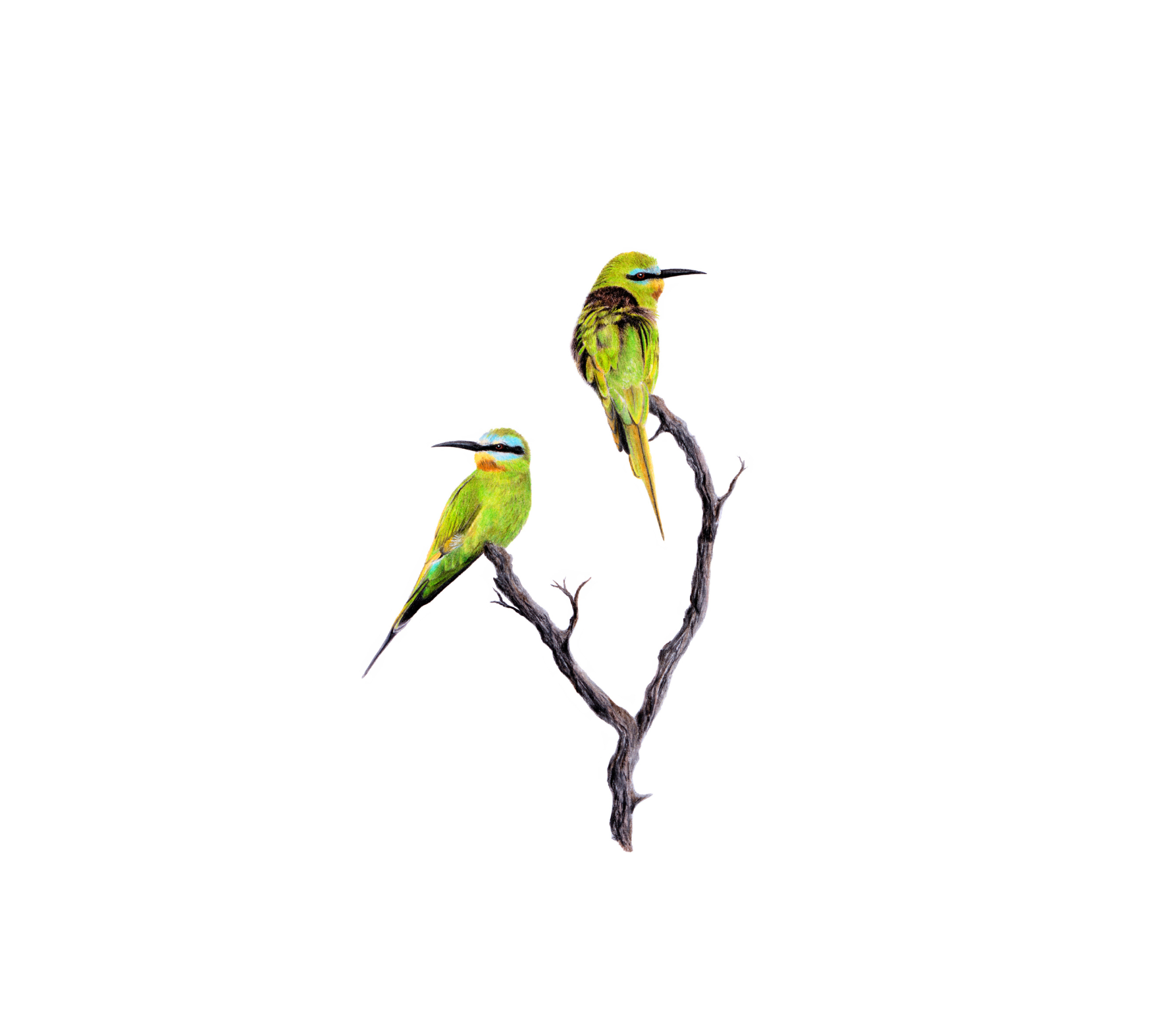 Original framed artwork by Cape Town based wildlife artist Mtthew Bell of two Blue Cheeked Bee Eaters