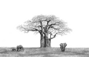 African Baobab Tree and Elephants - BT1