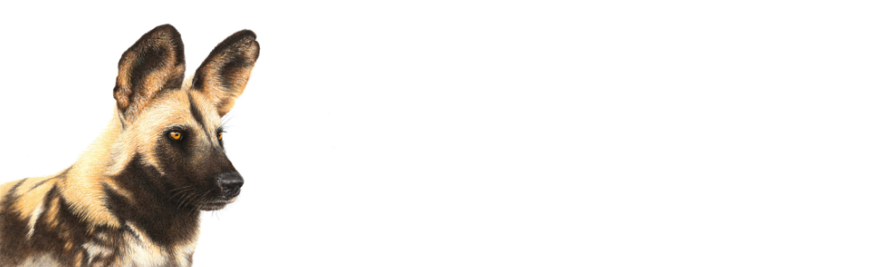African Wild Dog Panorama
