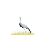 Blue Crane - The Original