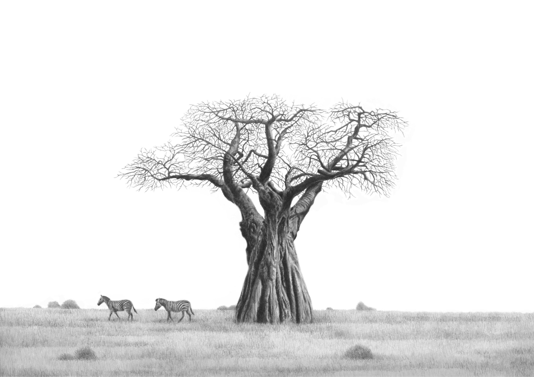 African Baobab Tree and Zebras pencil drawing artwork by South African wildlife artist Matthew Bell